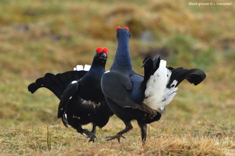 Black grouse